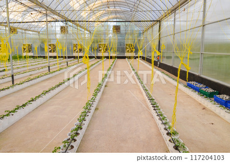 Plants grown in an industrial scale in a weather controlled glasshouse Plants grown in an industrial scale in a weather controlled glasshouse 117204103