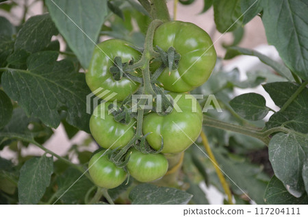 Tomatoes grown in an large scale in a weather controlled glasshouse 117204111