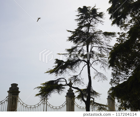 Yard of Dolmabahce Palace. Birds and sky 117204114