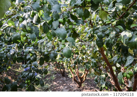 Apple Ber (jujube) Apple Ber (jujube) 117204118