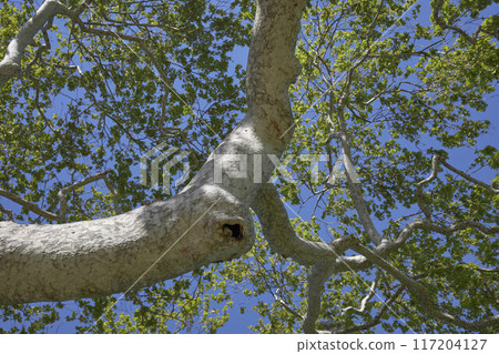 Parrot in a hollow tree 117204127