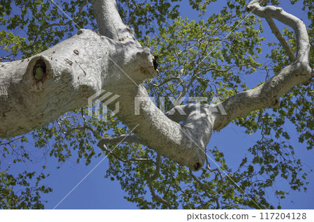 Parrot in a hollow tree 117204128