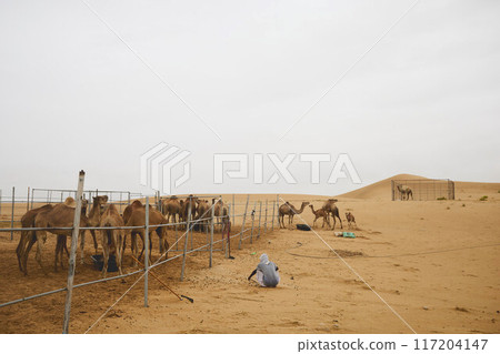 Desert Rub' al Khali in United Arab Emirates Desert Rub' al Khali in United Arab Emirates 117204147