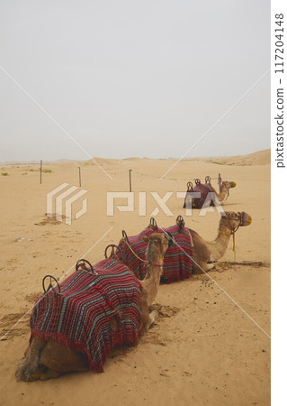Desert Rub' al Khali in United Arab Emirates Desert Rub' al Khali in United Arab Emirates 117204148