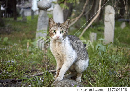 Istanbul. Graves in the cemetery in the Uskudar district Istanbul. Graves in the cemetery in the Uskudar district 117204158