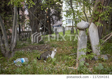 Istanbul. Graves in the cemetery in the Uskudar district 117204161