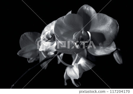 Black and white orchid on plain background Black and white orchid on plain background 117204170