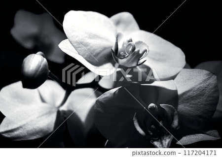 Black and white orchid on plain background 117204171