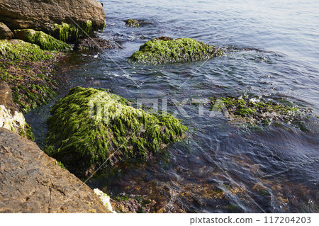 Green moss on stones near to Bosphorus 117204203