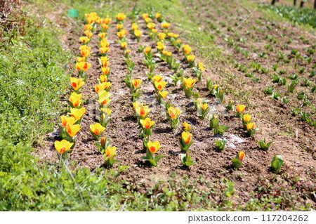 Spring flower bed tulip flower Spring flower bed tulip flower 117204262
