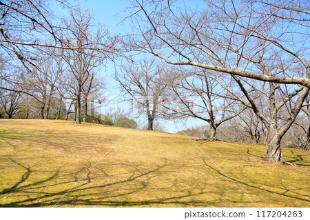 Spring in the park Spring in the park 117204263