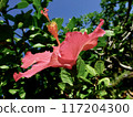 Okinawa Resort 117204300