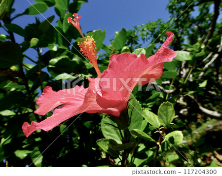 Okinawa Resort Okinawa Resort 117204300