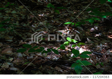 落葉和新芽的圖像 落葉和新芽的圖像 117204363