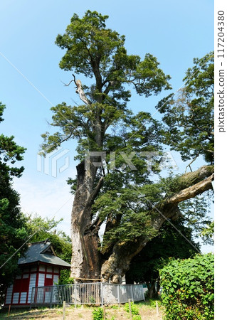 【茨城縣指定天然紀念物枯掛「神明社」的大櫸樹·阪東市】 【茨城縣指定天然紀念物枯掛「神明社」的大櫸樹·阪東市】 117204380