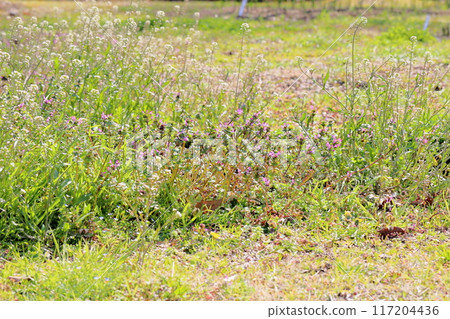 Hotokenosa花 117204436