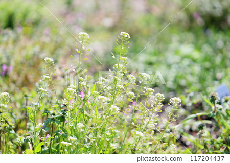 Shepherd's purse flower, one of the seven herbs of spring Shepherd's purse flower, one of the seven herbs of spring 117204437