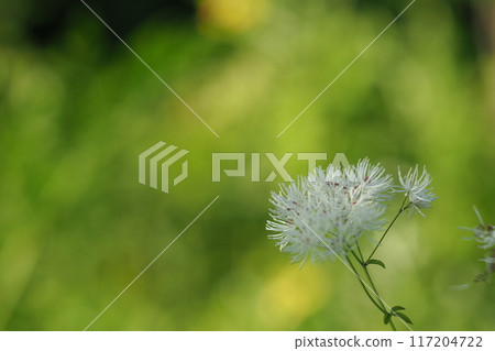 White flowers of Thalictrum aquilinum White flowers of Thalictrum aquilinum 117204722