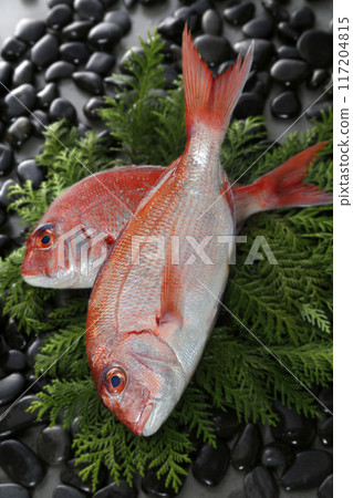 Two sea bream 117204815