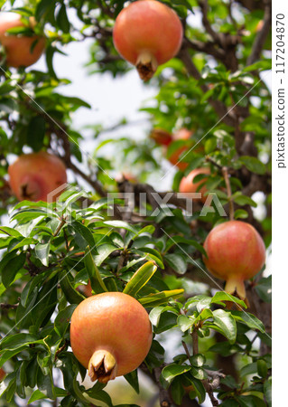 Midsummer fruit image 117204870