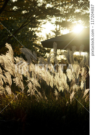 Susuki illuminated by the sunset 117204887