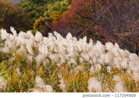 Autumnal silver grass swaying in the wind 117204889