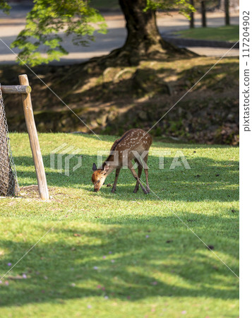 Baby deer eating grass Baby deer eating grass 117204902