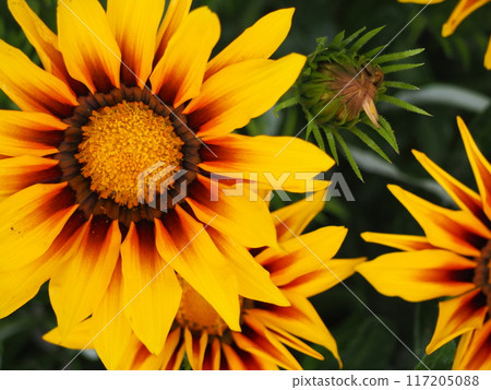 Gazania 117205088