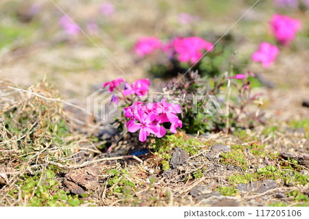 Cute Shibazakura flowers Cute Shibazakura flowers 117205106