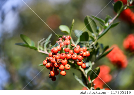 Kazandemari 117205119