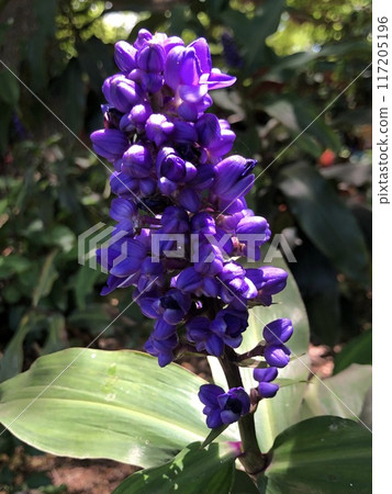 夏威夷花 117205196