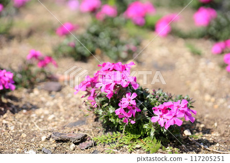 Cute Shibazakura flowers Cute Shibazakura flowers 117205251