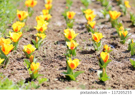 Spring flower bed tulip flower Spring flower bed tulip flower 117205255