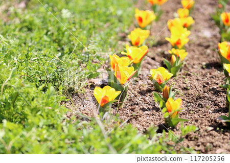 Spring flower bed tulip flower Spring flower bed tulip flower 117205256