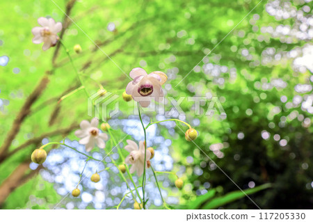 Blooming in the forest Blooming in the forest 117205330