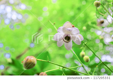 森林森林 117205331