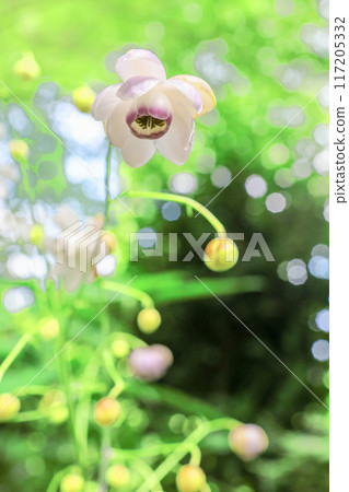 Forest fairy (vertical) 117205332