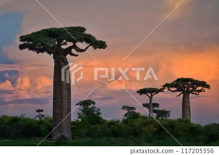 Baobab Trees at Sunset 117205356