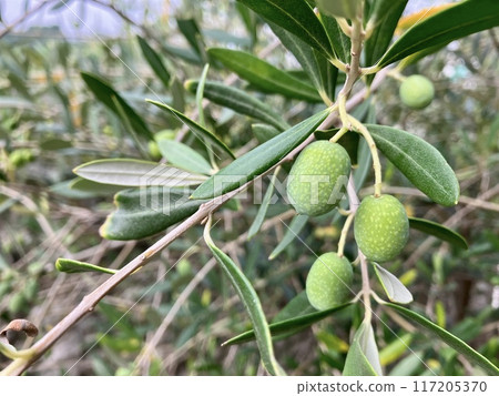 Olive tree with blue fruit 117205370