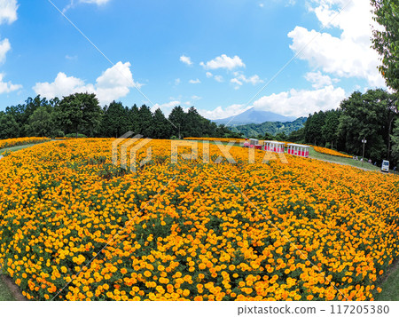 廣闊的萬壽菊田和夏日的天空 117205380