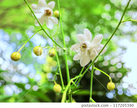 森林裡盛開的黃耆 117205390