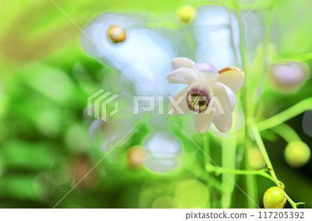 蓮花海綿 117205392