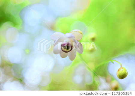 Cute Rengeshouma 117205394