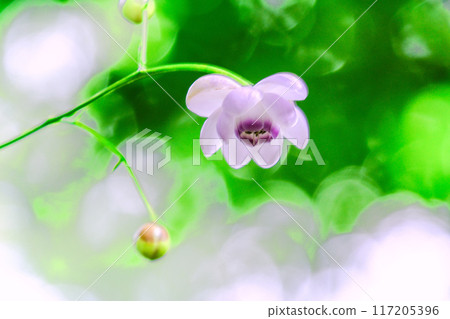 清新的綠色植物和荷花 117205396