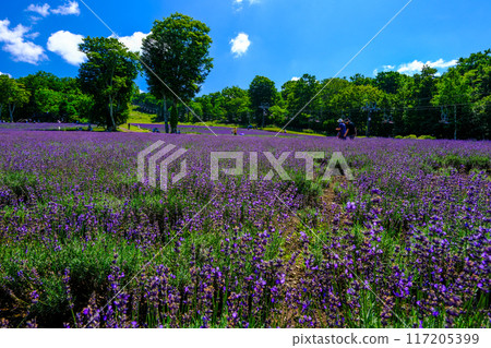 紫色高原 紫色高原 117205399