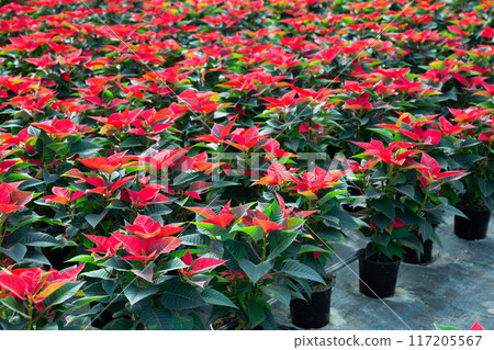 Plantation of flowers poinsettia in greenhouse Plantation of flowers poinsettia in greenhouse 117205567