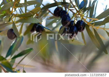 Ripe olives on tree branches 117205657