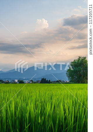 黃昏的鄉村，上曾加的鄉村景觀，懷舊的原始風景 117205711