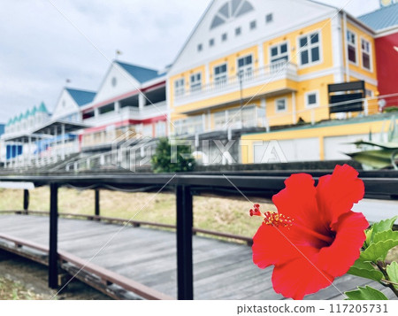 伊東海洋城芙蓉花盛開 117205731