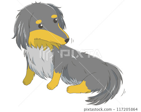 Miniature Dachshund 11 Miniature Dachshund 11 117205864